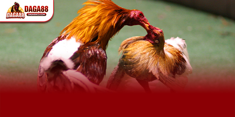 Trường gà Thomo C4 là đấu trường đỉnh cao nơi diễn ra các trận ĐÁ GÀ TRỰC TIẾP C4 sôi động