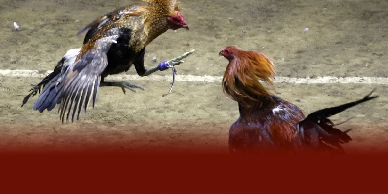 Xem và cá cược đá gà cựa sắt tại DAGA88 mang đến trải nghiệm mượt mà không giật lag với hình ảnh Full HD